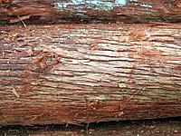 杉の皮